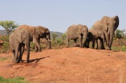 elephant (7)